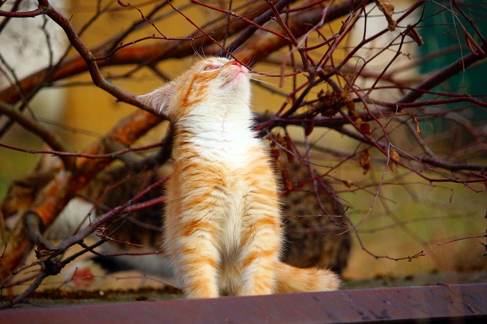 Cat baby aesthetic birch
