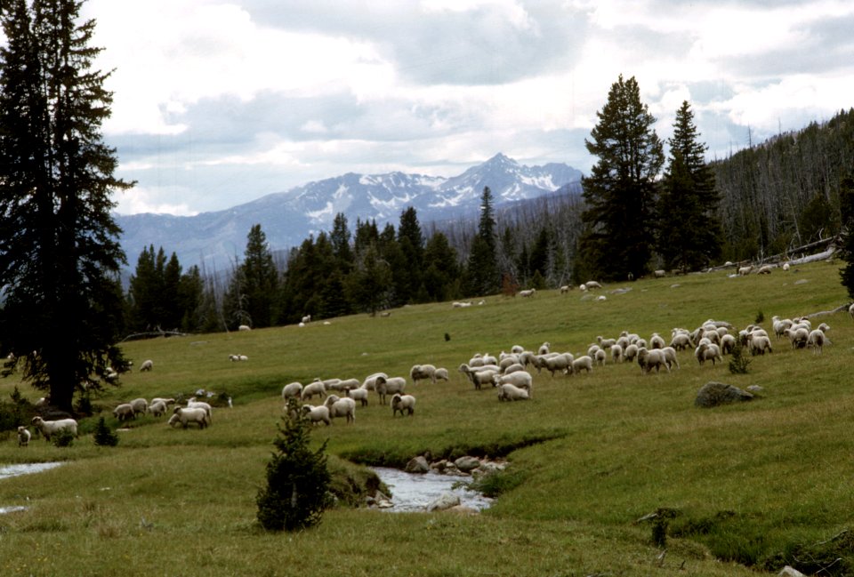 236 Sheep graze in Horseshoe Basin, Pasayten Wilderness, Okanogan Nat'l Forest  1966