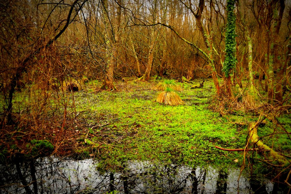 Le Rupt La Chapelle sur Erdre 04-03-2018 11-20-29