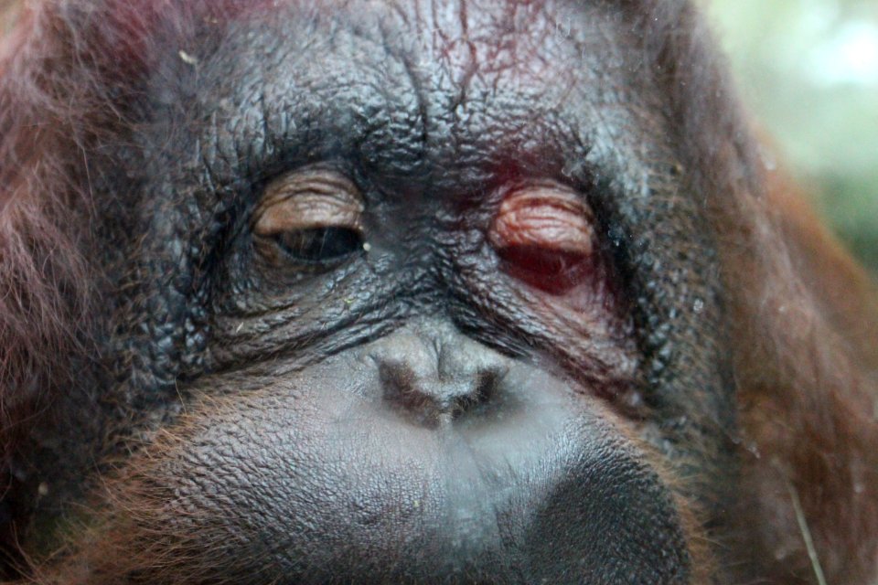 Monkey