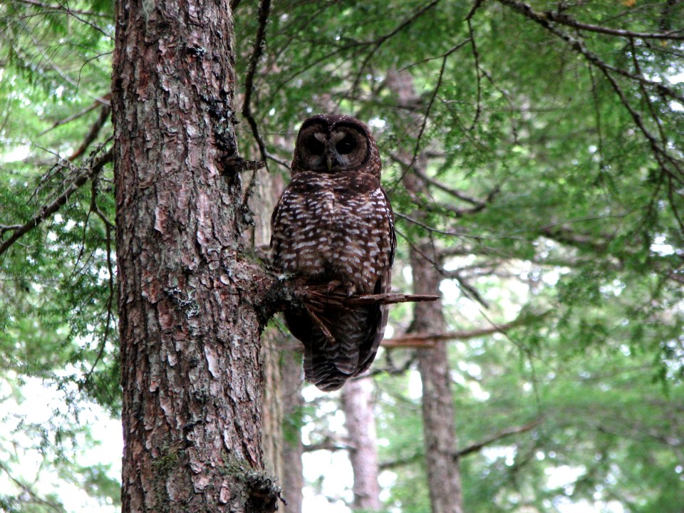 Spotted Owl on Branch, Olympic National Forest