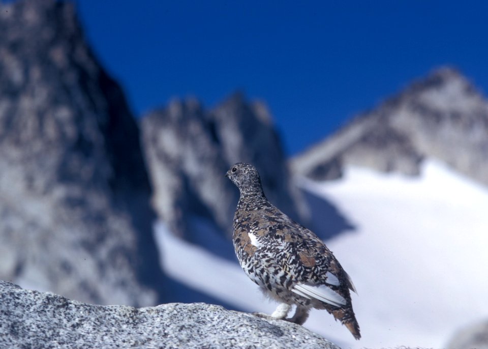 MATURE PTARMIGAN ON BOULDER OKANOGAN WENATCHEE