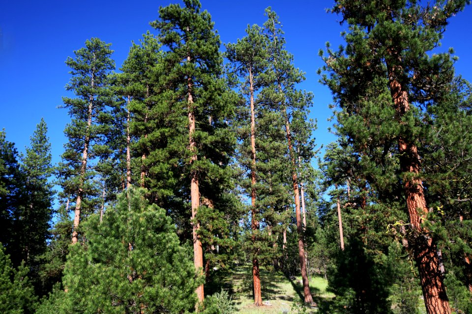 Ponderosa Pine Stand at Deer Creek-Malheur