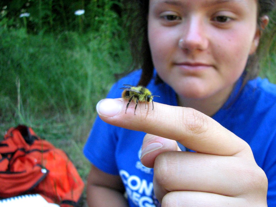 Bumblebee training Xerces Society and Forest Service July 2017, Olympic National Forest.