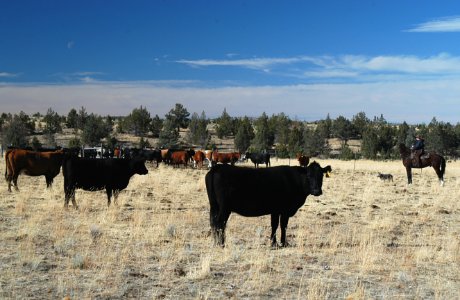 Cattle Grazing on the Crooked River National Grassland-Ochoco photo