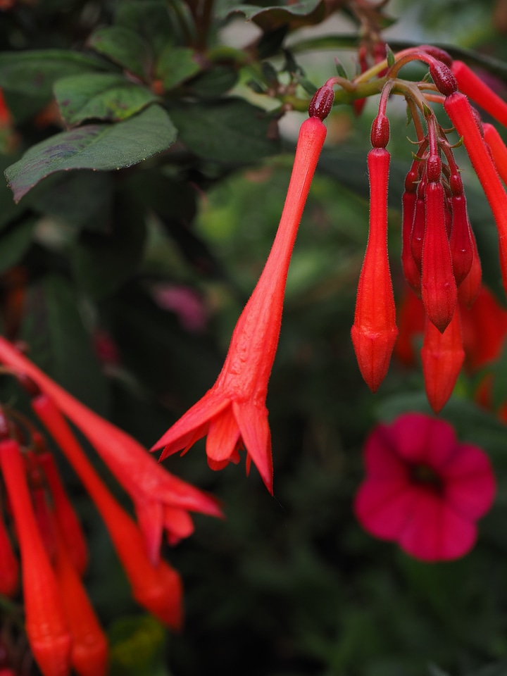 Coral fuchsia fuchsia evening primrose greenhouse