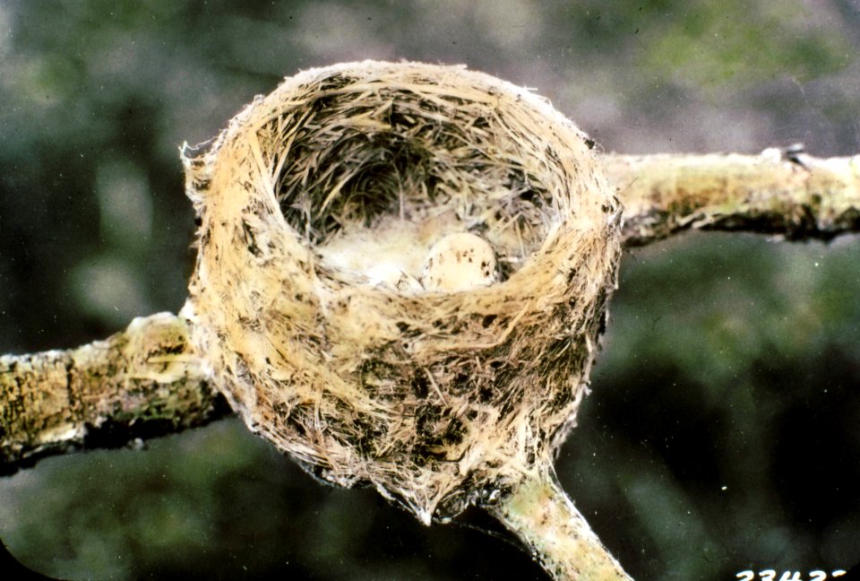 234222 Western Wood Pewee Nest & Eggs, Fremont NF