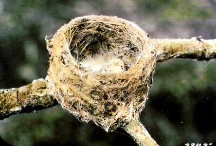 234222 Western Wood Pewee Nest & Eggs, Fremont NF