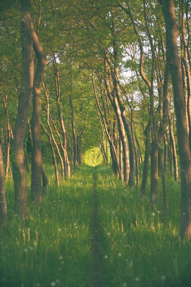 Wood summer environment