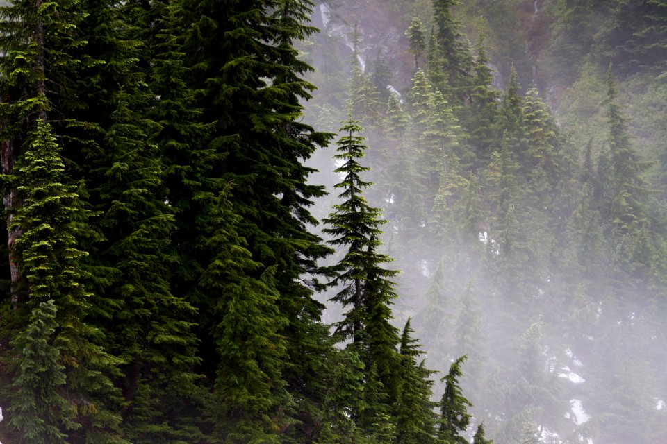 Trees and Fog along Snow Lake in the Alpine Lakes Wilderness,  Mt Baker Snoqualmie National Forest