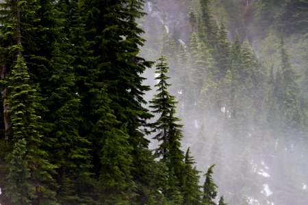 Trees and Fog along Snow Lake in the Alpine Lakes Wilderness, Mt Baker Snoqualmie National Forest photo