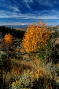 Grassland Fall Color & Mt Jefferson-Ochoco