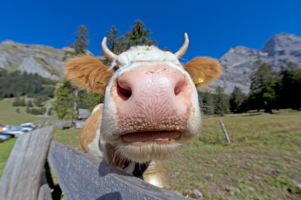Agriculture cattle animals