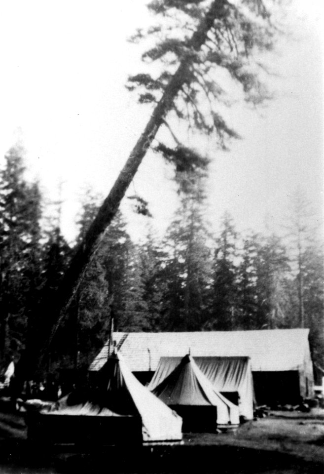 CCC Camp Remote GF-6 Felling Sugar Pine c1936