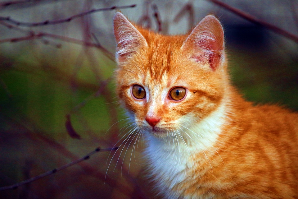 Red mackerel tabby cat portrait autumn