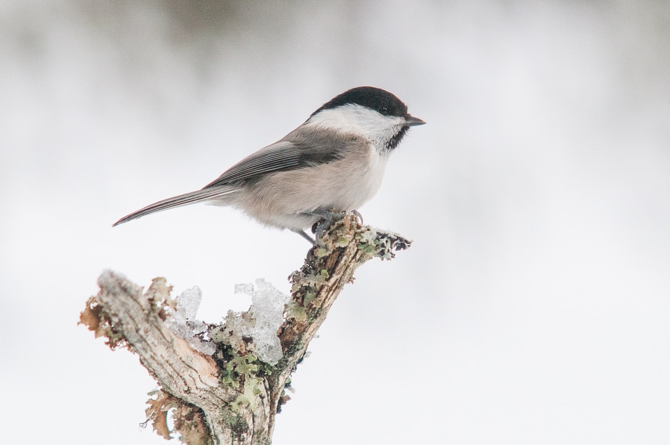 Willow tit bird nature