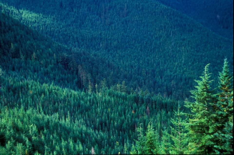 Alpine Forest along the Dungeness River, Olympic National Forest