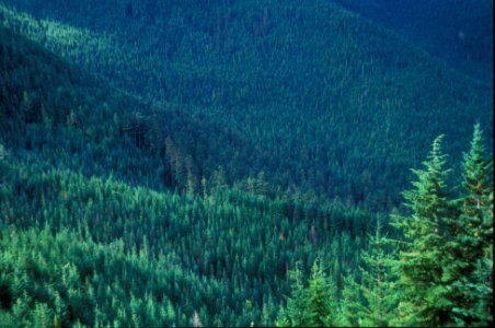 Alpine Forest along the Dungeness River, Olympic National Forest