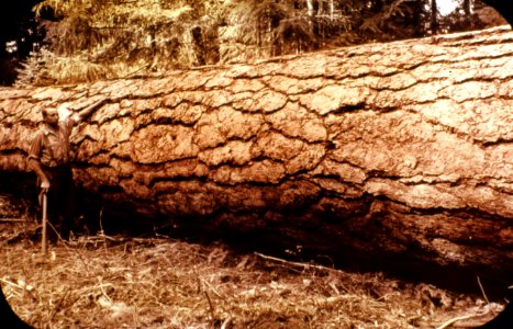388619 Ponderosa Pine Log near Trout Lake, WA 1939