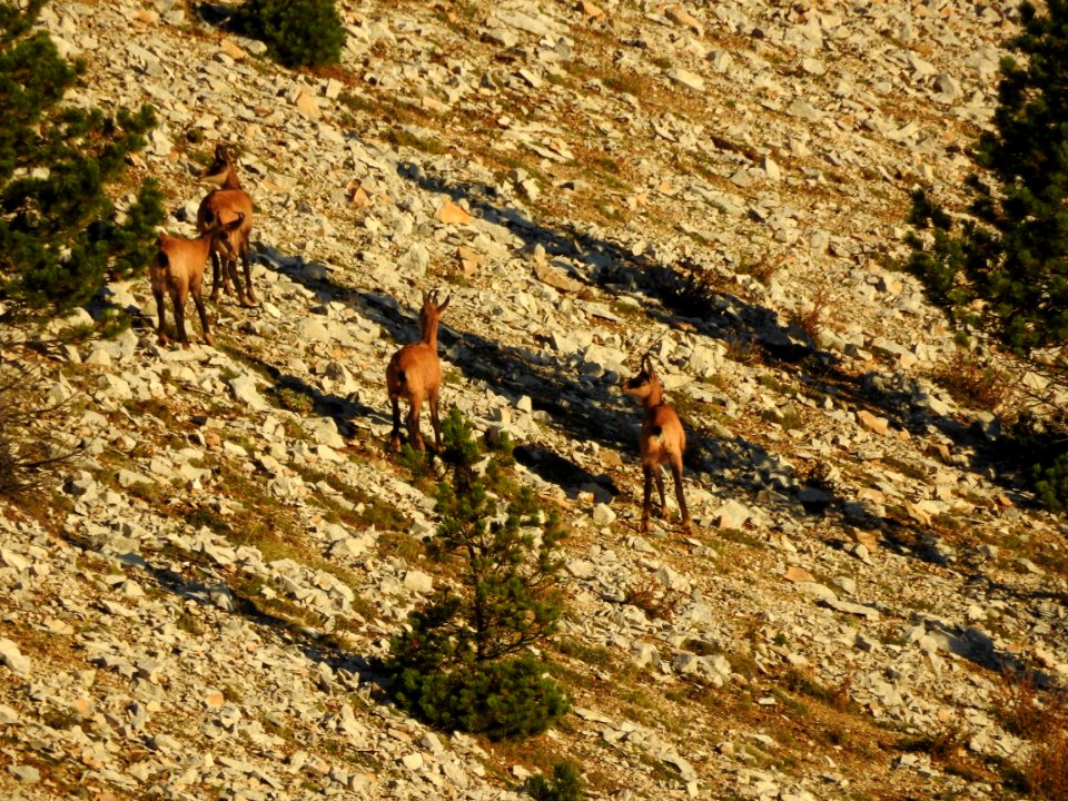 Draille  de Fonfiole  Chamois  Mt Ventoux nord  Lever du Soleil
