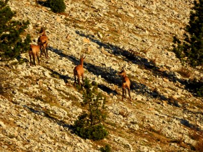 Draille  de Fonfiole  Chamois  Mt Ventoux nord  Lever du Soleil