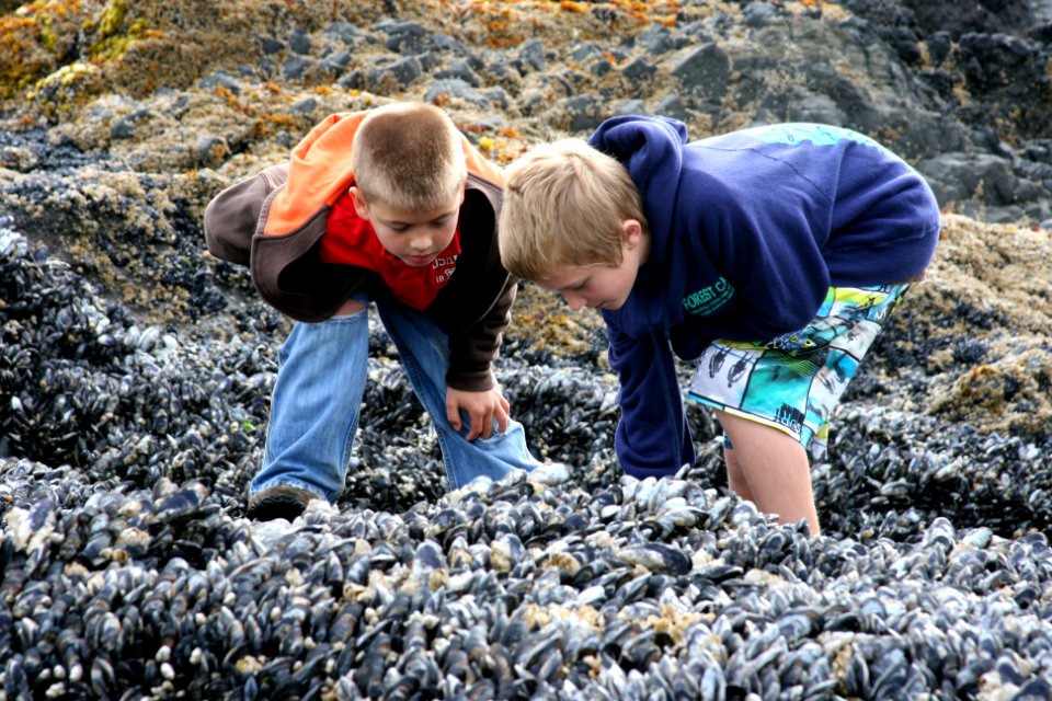 Pair of Boys examining Mussels, Cape Perpetua, Siuslaw National Forest