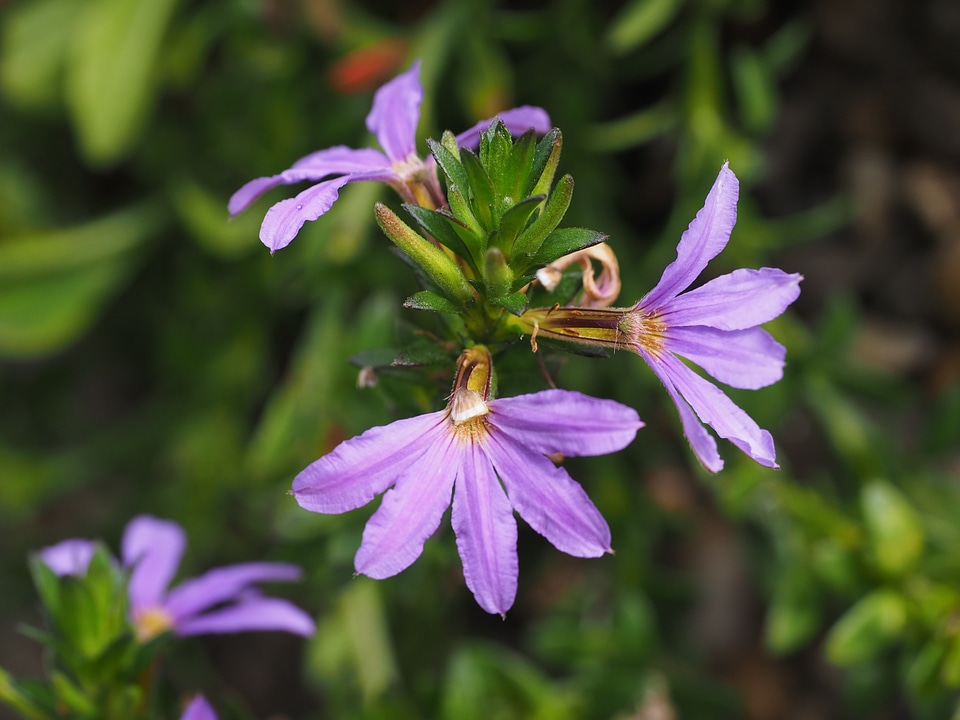 Bloom violet purple