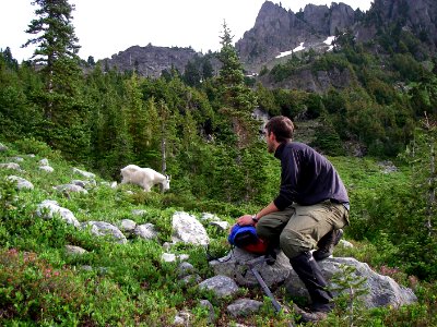 Man with Mt Goat-Olympic National Forest