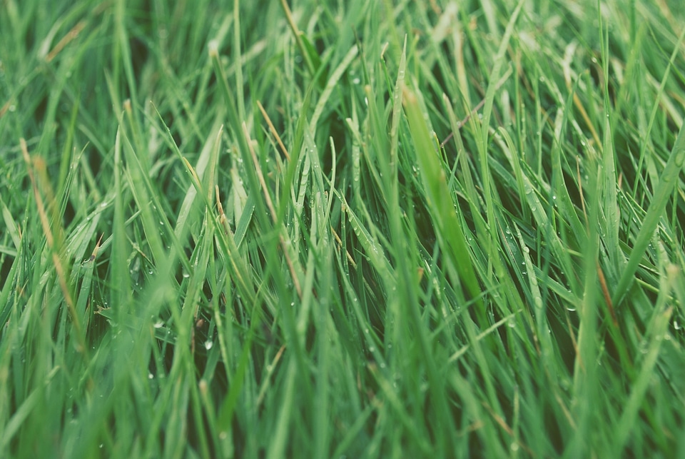 Lush nature meadow