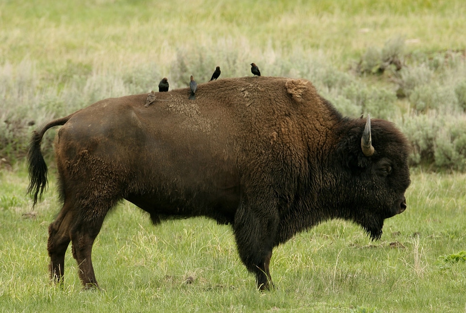 Perched american animal