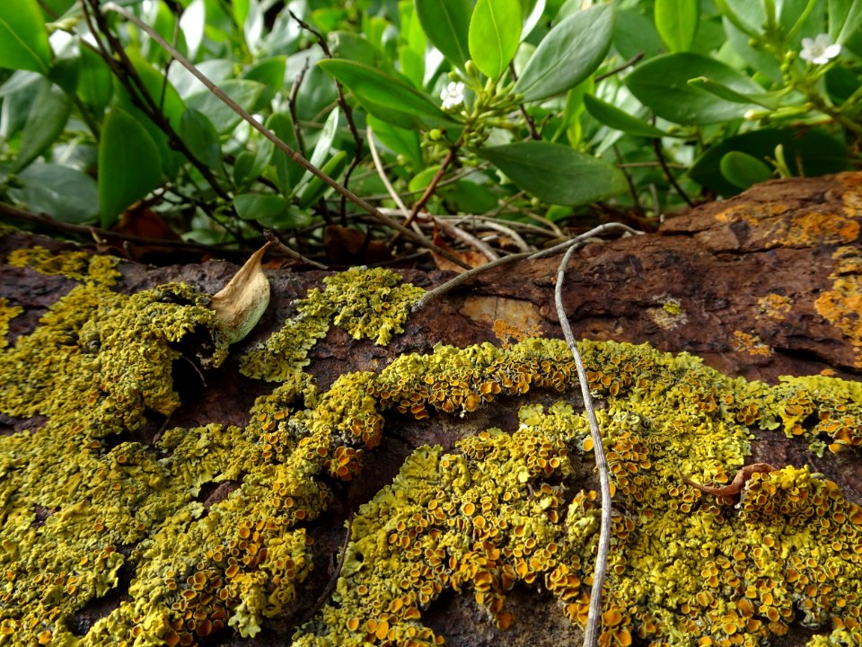 Greens and Yellows