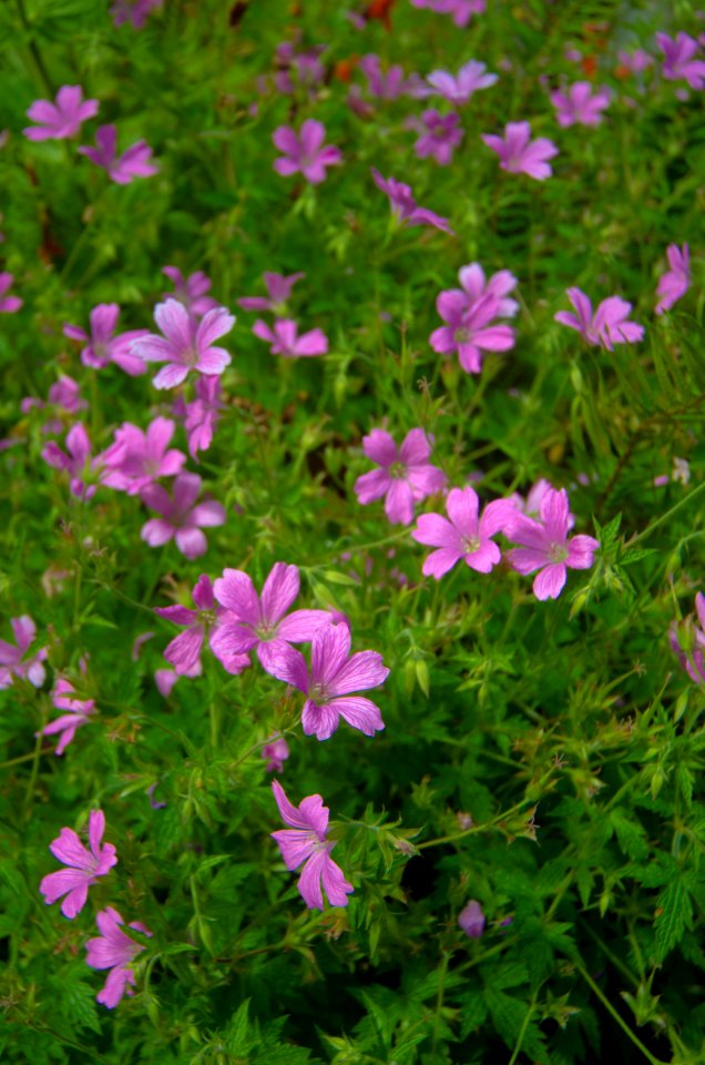 Purple Wildflowers-Columbia River Gorge