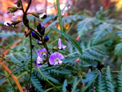 Pretty climber