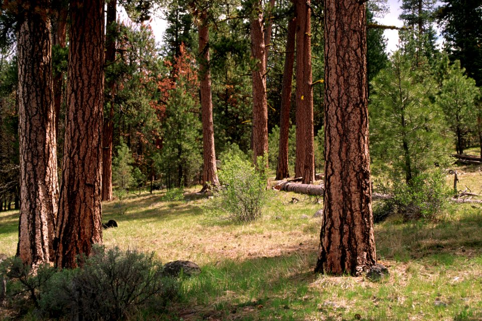 Ochoco National Forest, thinned ponderosa pine stand.jpg