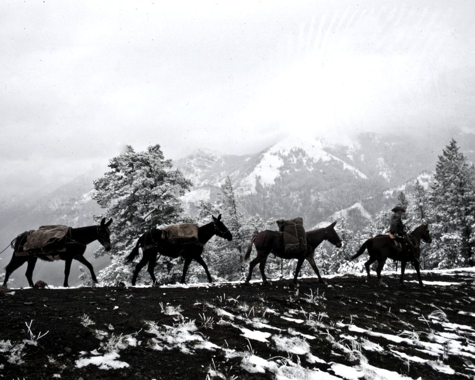 Winter Mule Packing, Wallowa Whitman National Forest
