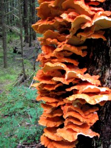 Chicken of the woods Fungi, Olympic National Forest