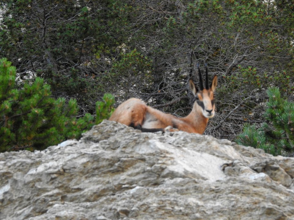 Chamois