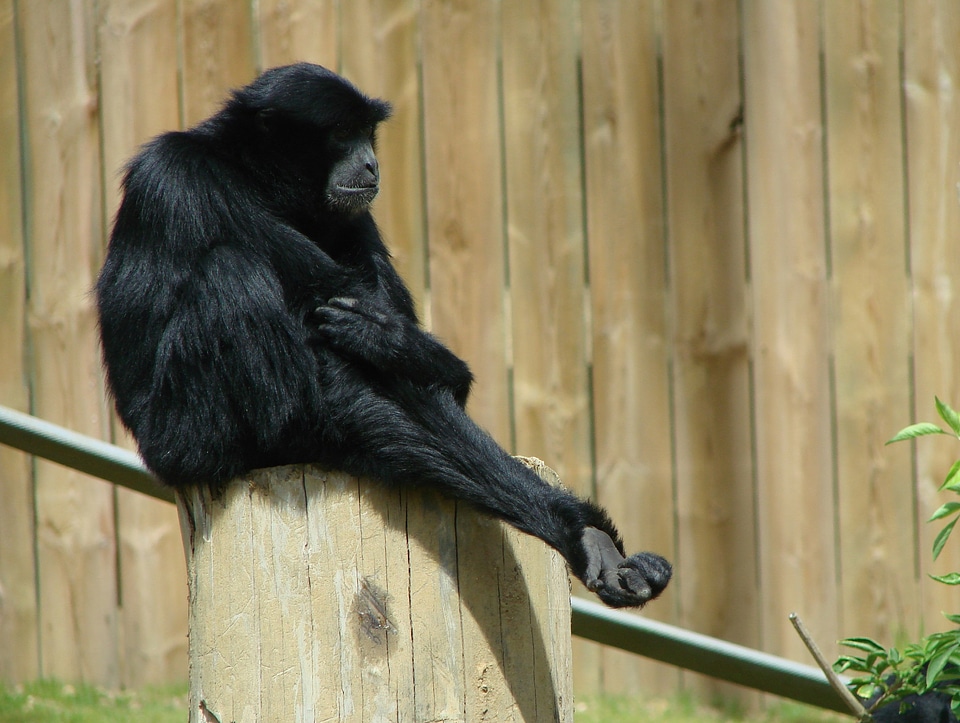 Sitting wildlife nature