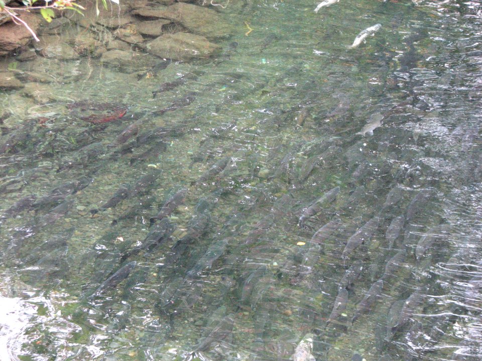 Chum and Coho return to Big Quilcene River in fall, usually around September, Olympic National Forest. Photo by Betsy Howell.