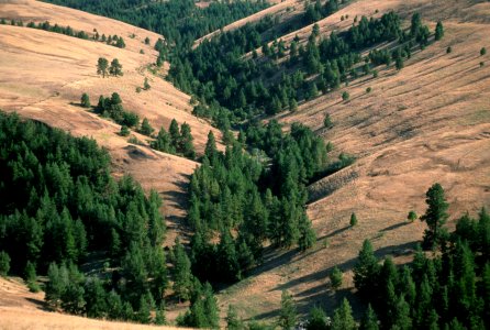 PINE FOREST BY UKIAH OREGON-UMATILLA