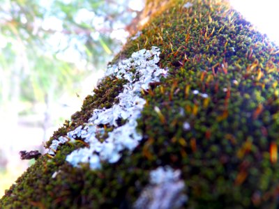 Moss & lichen in the sun