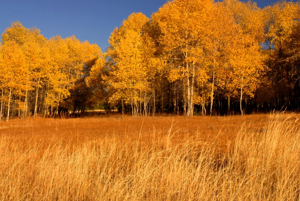 Ochoco National Forest Indian Prairie Fall color.jpg