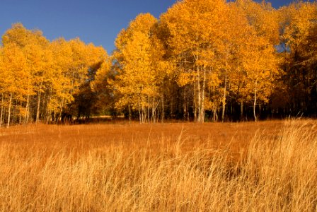 Ochoco National Forest Indian Prairie Fall color.jpg photo