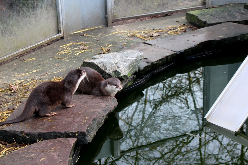 Oriental small-clawed otter