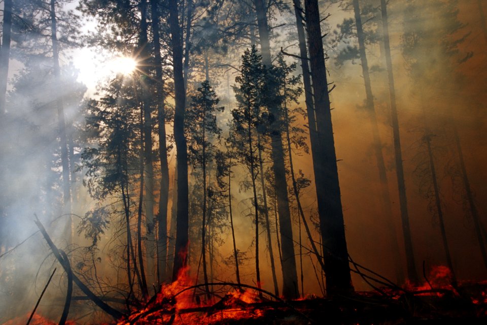 486 Prescribed fire burn, Colville National Forest