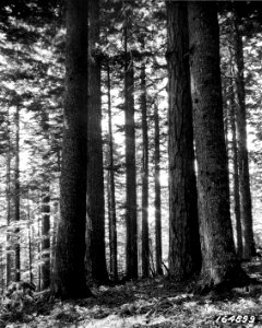 164899 Timber Stand, Clark Co Timber Co, WA 1922