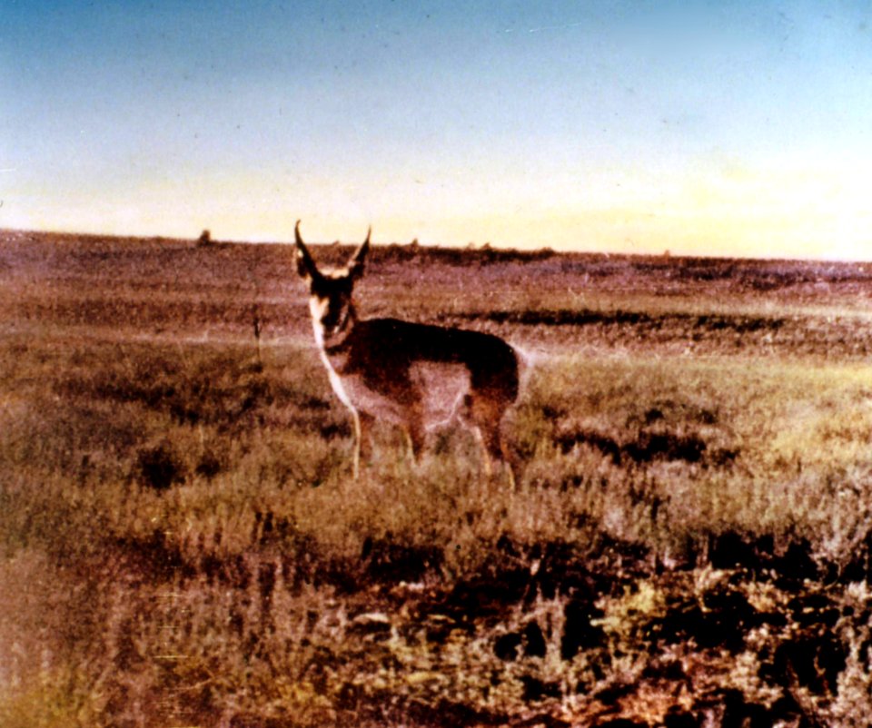 275606 Pronghorn Antelope at Hart Mt., OR