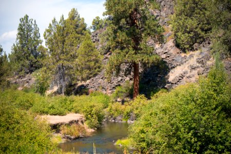 Stream and Brushes-Fremont Winema