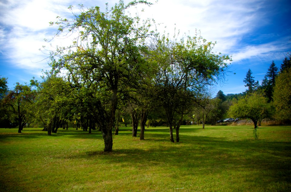Historic Apple Orchard at St Cloud Day Use Area-Columbia River Gorge