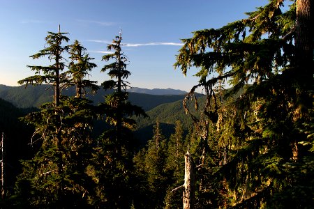 Tree Tops in the Opal Creek Wilderness, Willamette National Forest photo